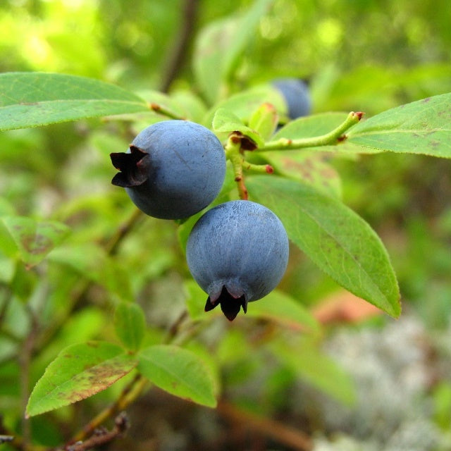 Lowbush Blueberry Seeds - Vaccinium Angustifolium