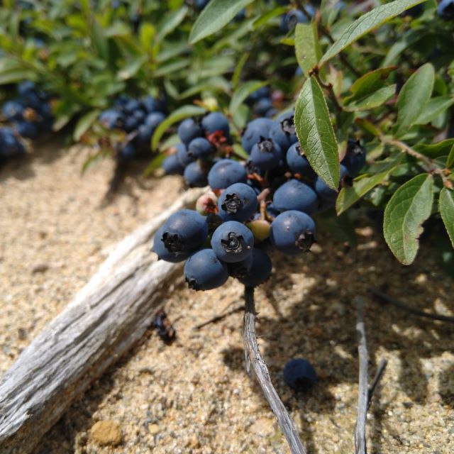 Lowbush Blueberry Seeds - Vaccinium Angustifolium