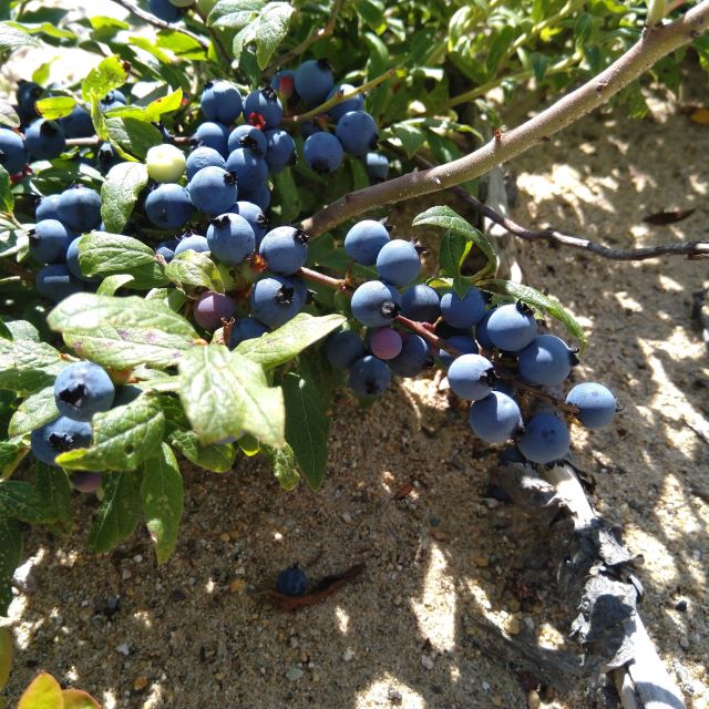 Lowbush Blueberry Seeds - Vaccinium Angustifolium