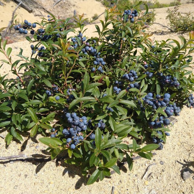 Lowbush Blueberry Seeds - Vaccinium Angustifolium