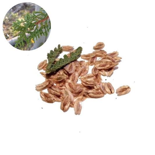 Northern White Cedar Seeds - Thuja occidentalis