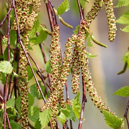 Paper Birch Seeds - Betula Papyrifera