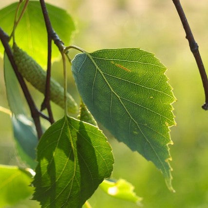 Paper Birch Seeds - Betula Papyrifera