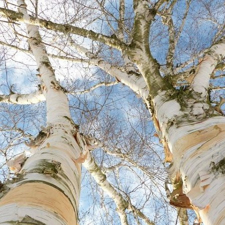 Paper Birch Seeds - Betula Papyrifera