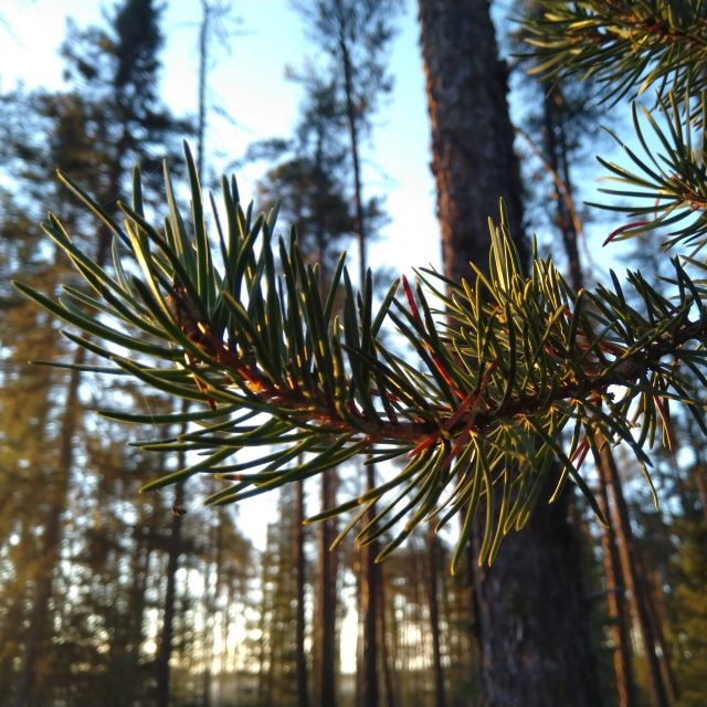 Jackpine Seeds - Pinus banksiana