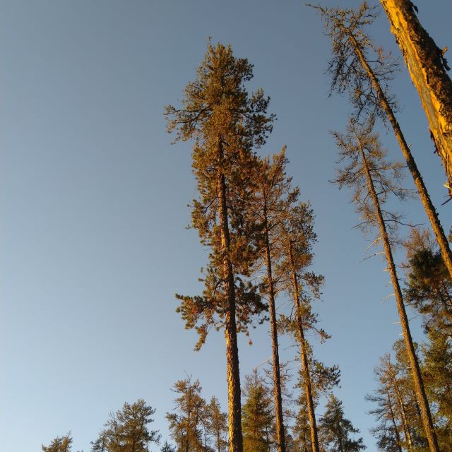 Jackpine Seeds - Pinus banksiana